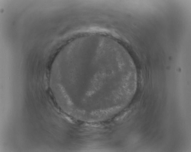 X0000061761493200512231537