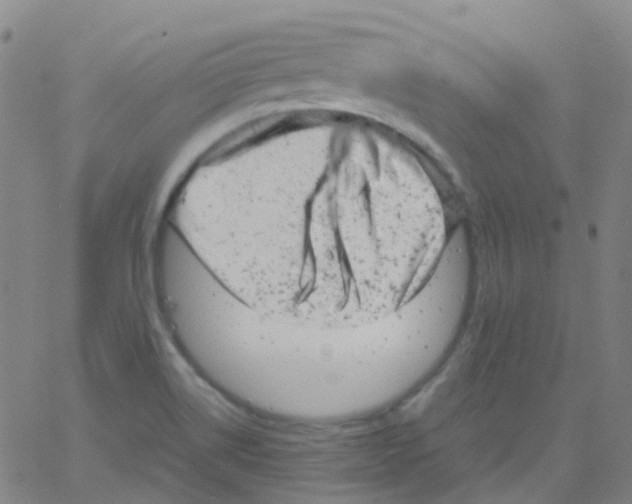 X0000061761514200512231538