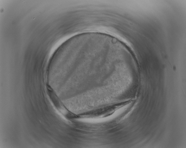 X0000061761517200512231538