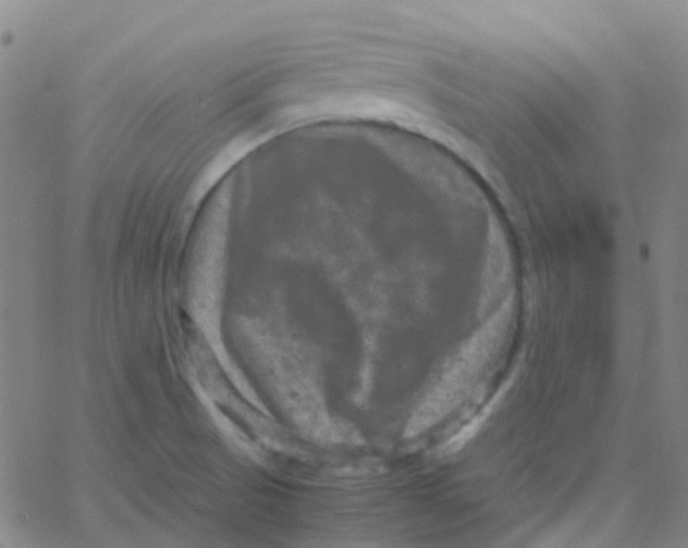 X0000061761521200512231538