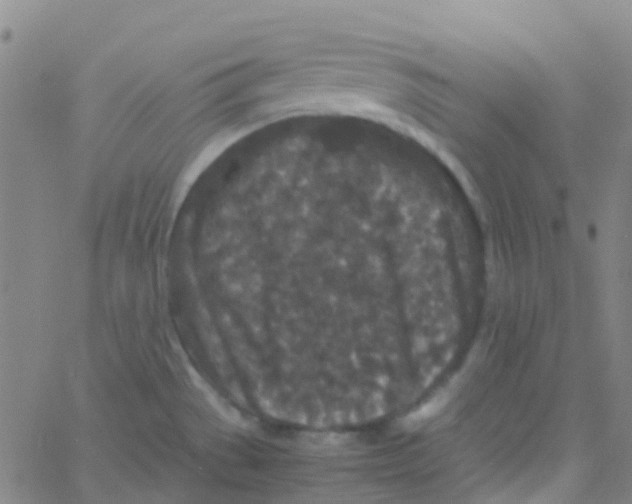 X0000061761529200512231538