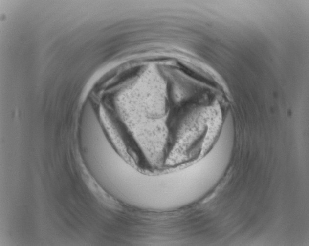 X0000061761530200512231538