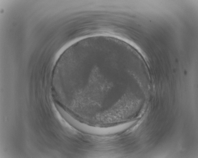 X0000061761534200512231538