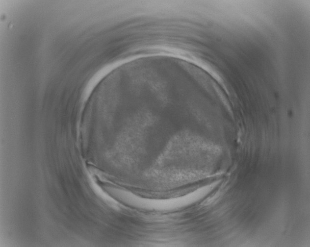 X0000061761535200512231538