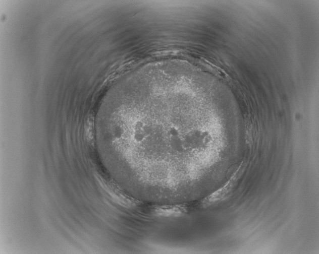 X0000061760175200512302313