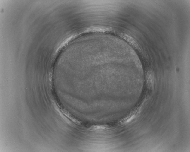 X0000061760352200512302309