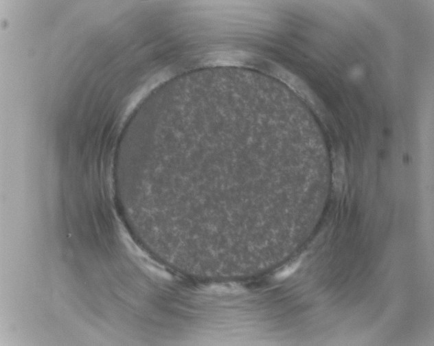 X0000061760386200512302309