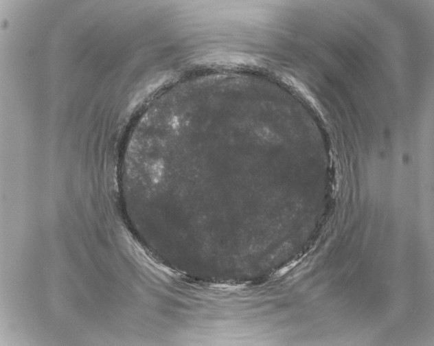 X0000061760399200512302309