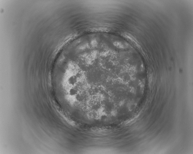 X0000061760729200512302303