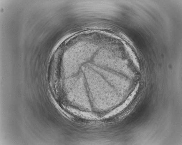 X0000061760803200512302302