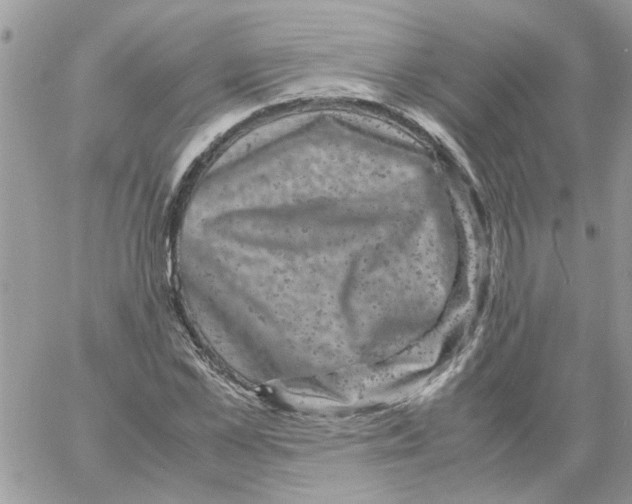 X0000061760973200512302259