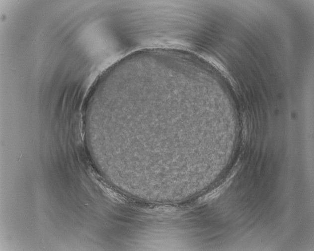 X0000061760974200512302259