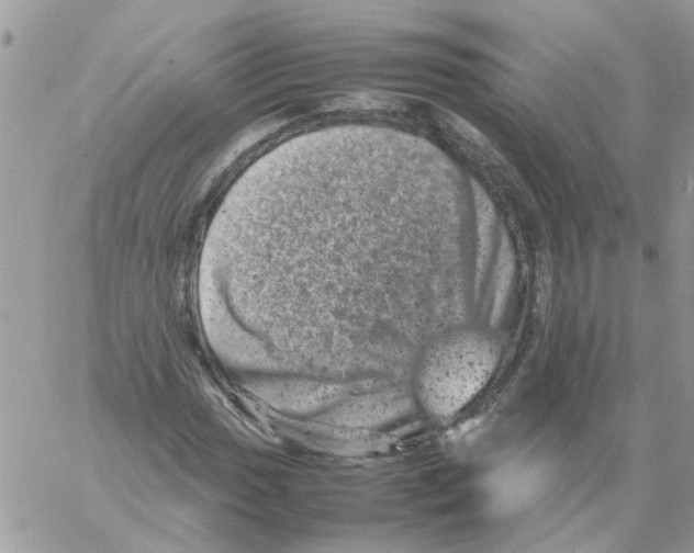 X0000061761017200512302258