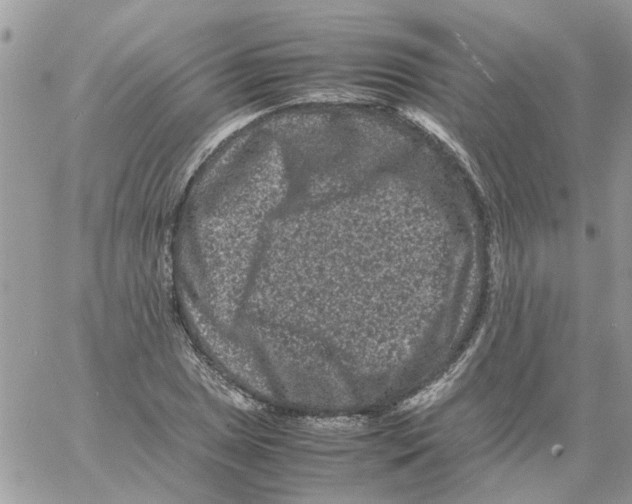 X0000061761025200512302258