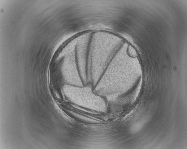 X0000061761032200512302258