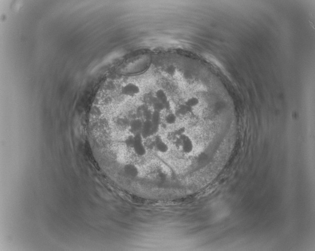 X0000061761063200512302258