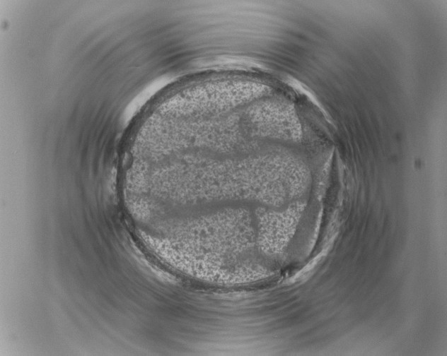 X0000061761066200512302257