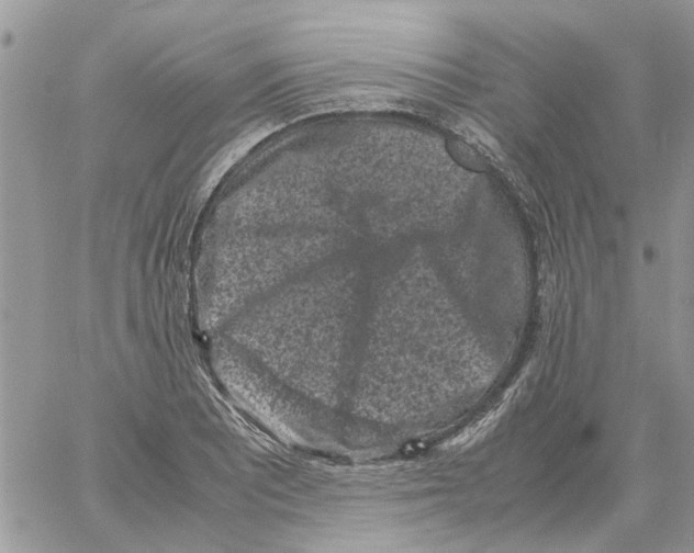 X0000061761081200512302257