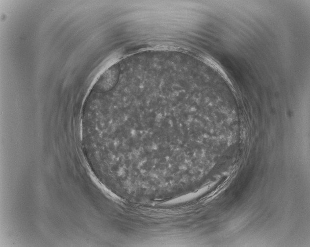 X0000061761095200512302257