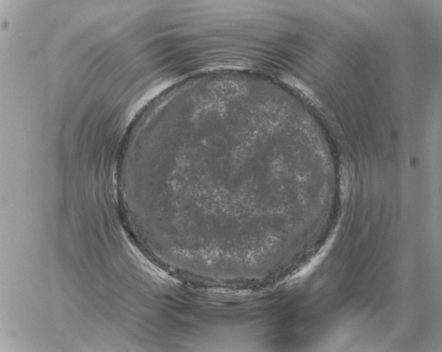 X0000061761113200512302256