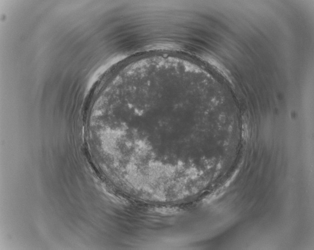 X0000061761117200512302256