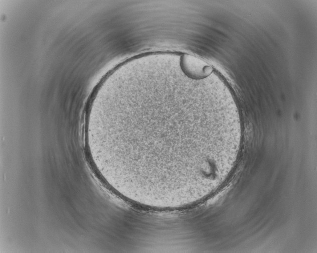 X0000061761126200512302256