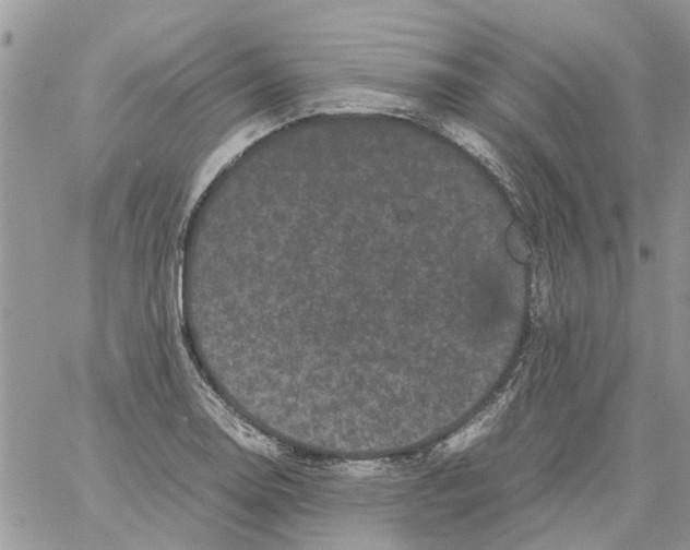 X0000061761130200512302256