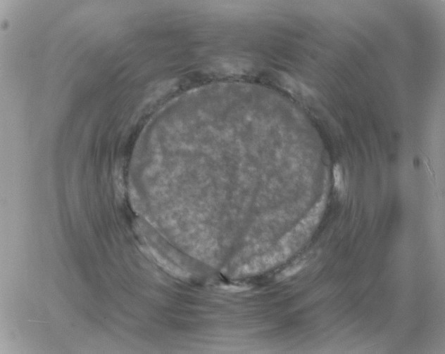 X0000061761203200512302254