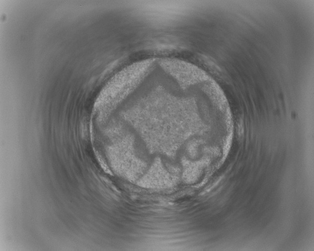 X0000061761204200512302254