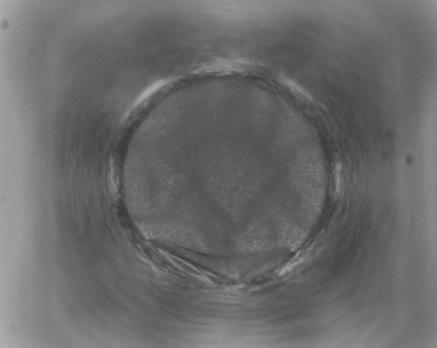 X0000061761206200512302255