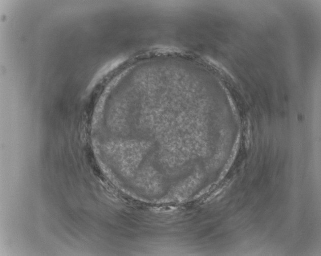 X0000061761207200512302255