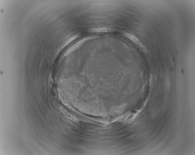 X0000061761209200512302255