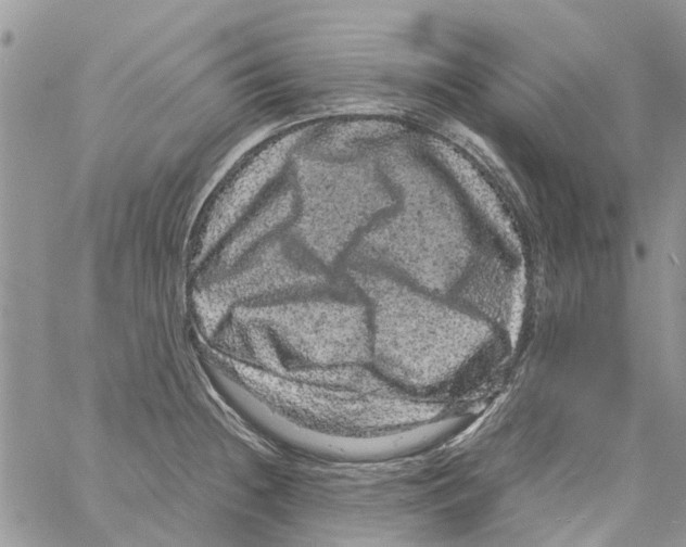 X0000061761236200512302255