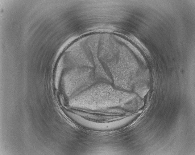 X0000061761240200512302255