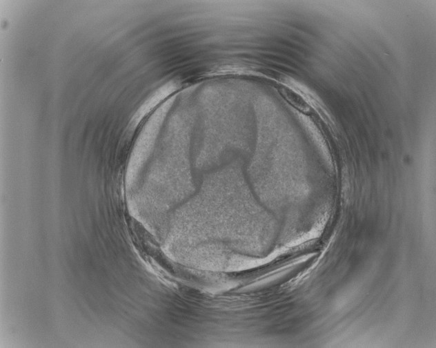 X0000061761241200512302255