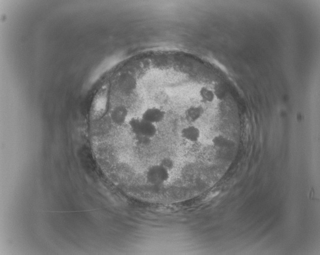 X0000061761255200512302254