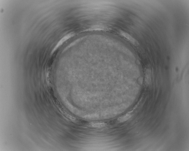 X0000061761258200512302254