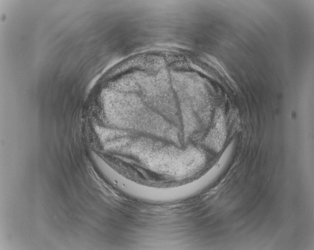 X0000061761260200512302254