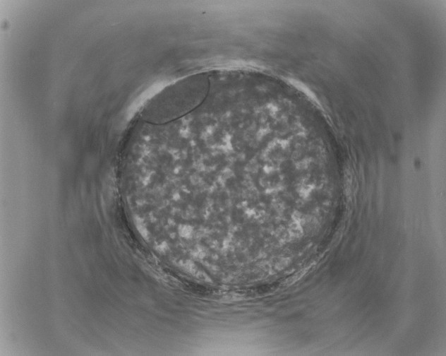 X0000061761263200512302254