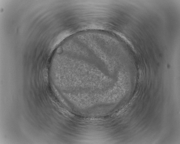 X0000061761266200512302254