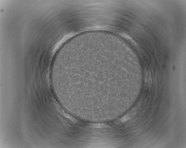 X0000061761278200512302254