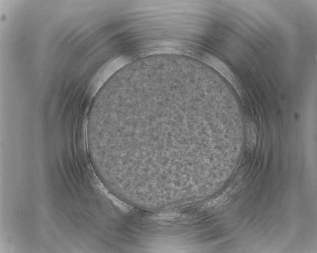 X0000061761290200512302254