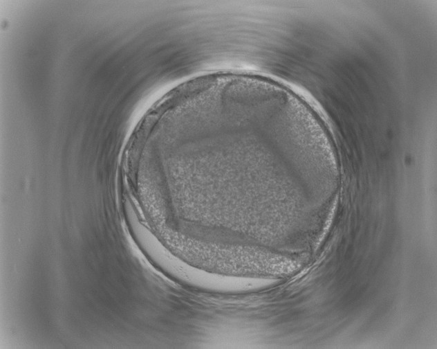 X0000061761295200512302254