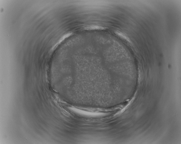 X0000061761305200512302253