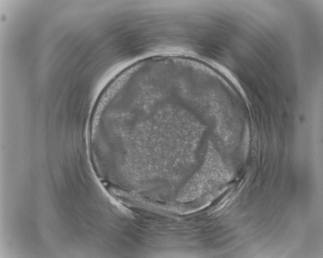 X0000061761343200512302254