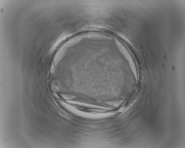 X0000061761355200512302253