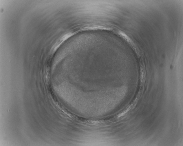 X0000061761361200512302253