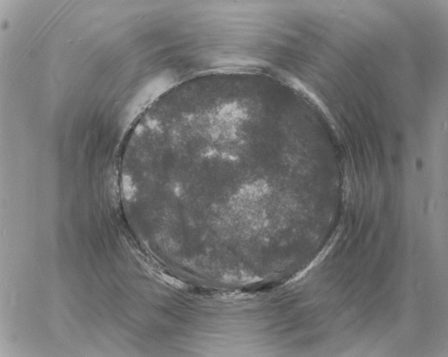 X0000061761362200512302253