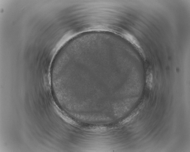 X0000061761372200512302252