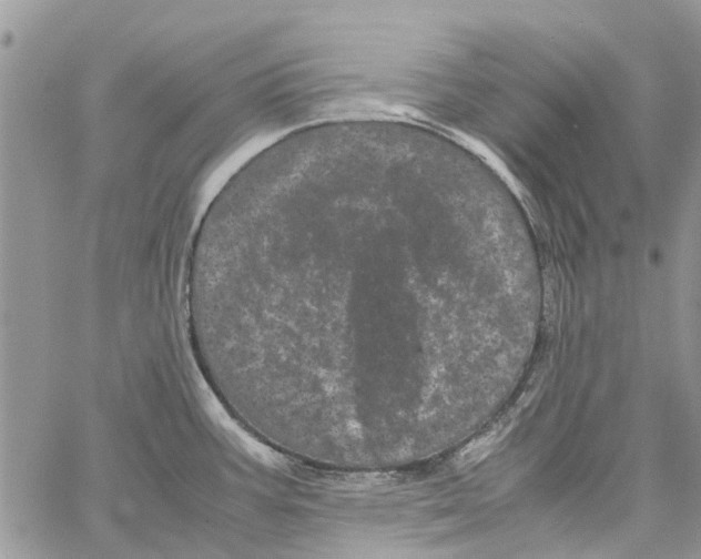 X0000061761387200512302252